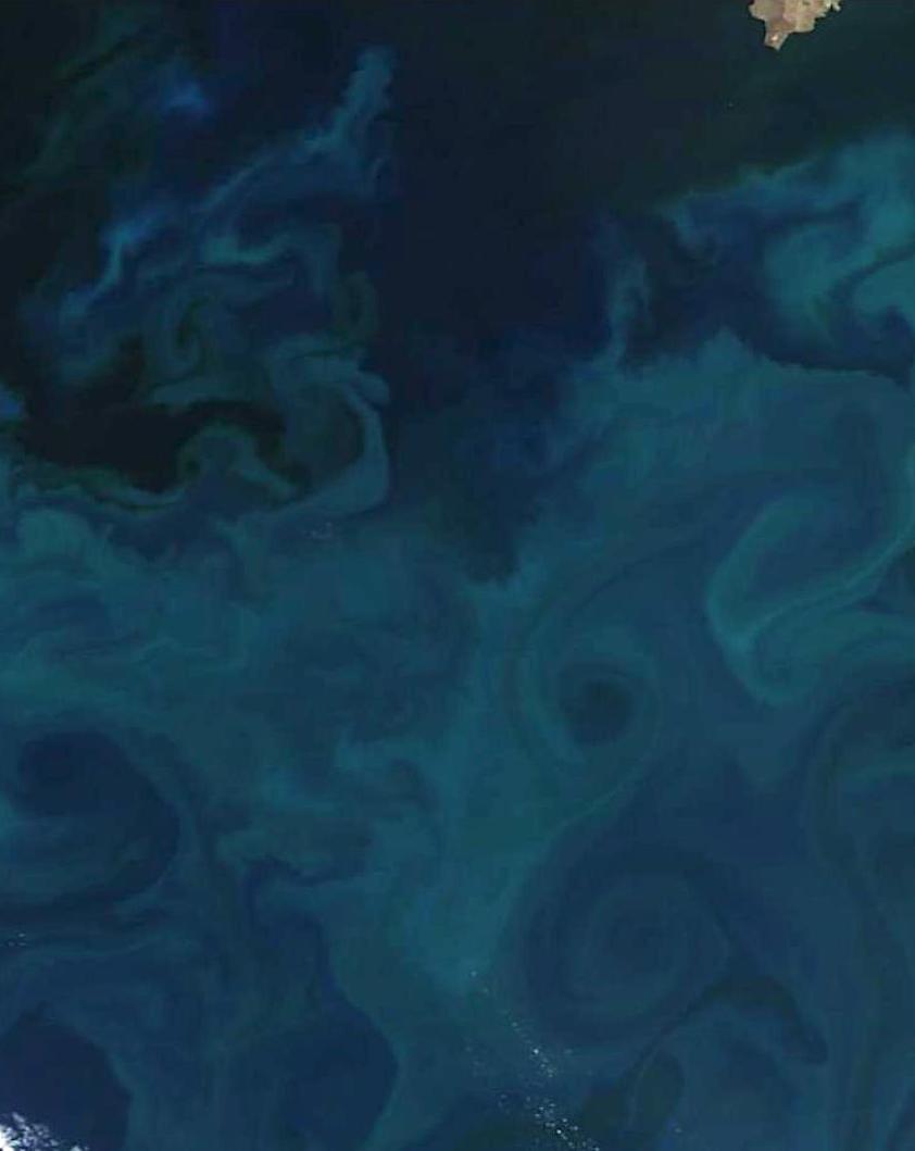 satellite image of a phytoplankton bloom